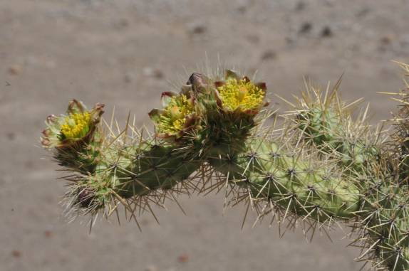 Flor de cactus na Sierra de Santa Marta, região de San Ignacio, no deserto Vizcaino (Baja California - México)